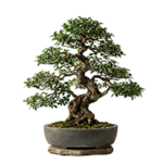 Bonsai Tasarımlar