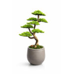Bonsai Krem Saksı